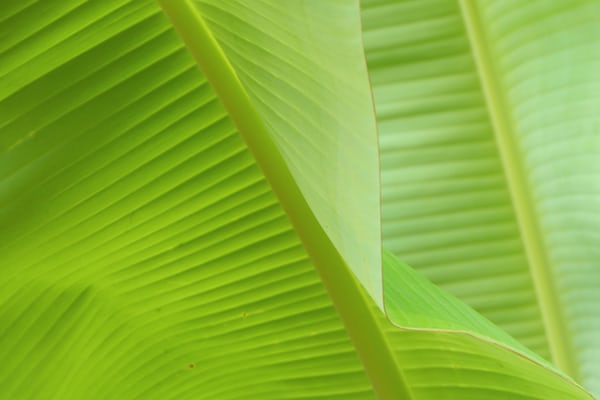 Bananenblad